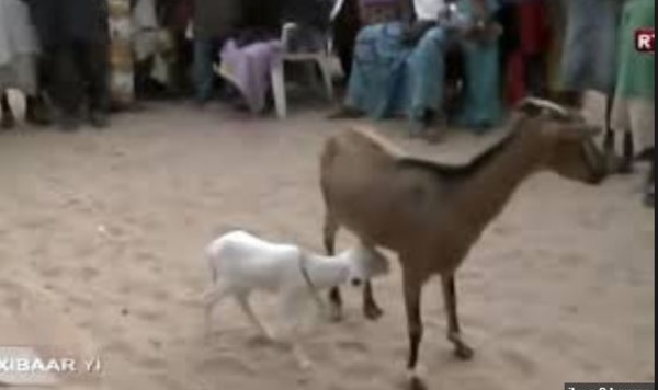 VIDEO - Incroyable mais vrai : Une chèvre accouche d’une agnelle à Gadaya
