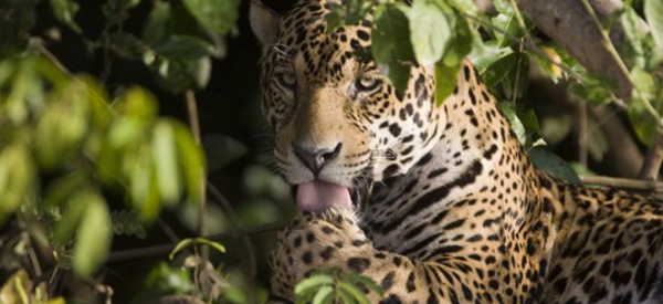 Elle tente un selfie avec un jaguar et manque de perdre une main