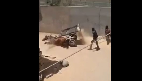 VIDEO : Après l'hippopotame abattu, un cheval..., regardez