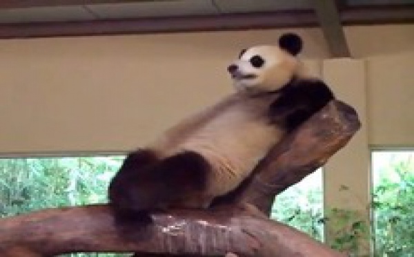 Un panda fait une mauvaise blague