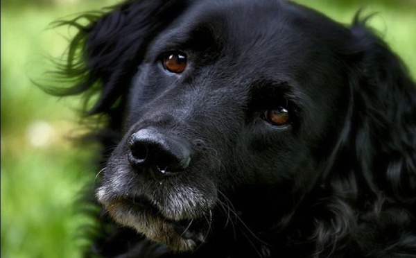 Un Chien sauvé par les Sapeurs Pompiers