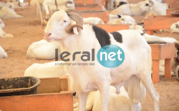 PHOTOS - A la découverte de la bergerie Khadim Rassoul, spécialiste du mouton "Ladoum"