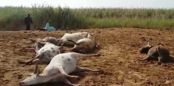 VIDEO - Ses 9 bœufs morts, cet éleveur tombe en transes
