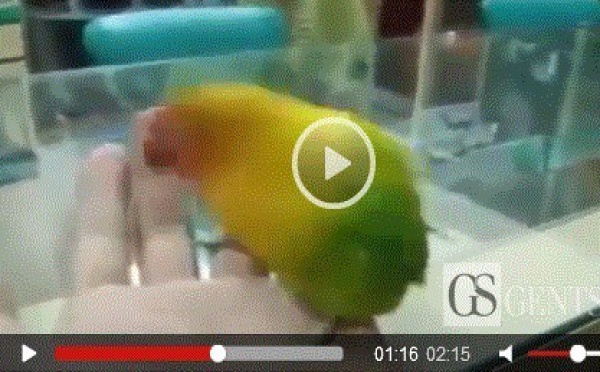 Video: Insolite Un perroquet reproduit une scène pornographique Regardez
