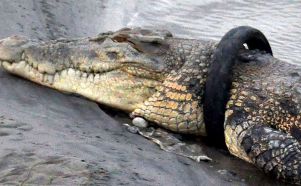 Une récompense pour retirer un pneu coincé depuis 2016, autour du cou d'un crocodile