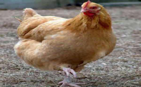 INSOLITE: Il viole un poulet et se suicide