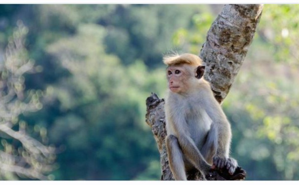 Scène hallucinante : Un singe sur sa mini-moto a essayé d’enlever un enfant ! (vidéo)