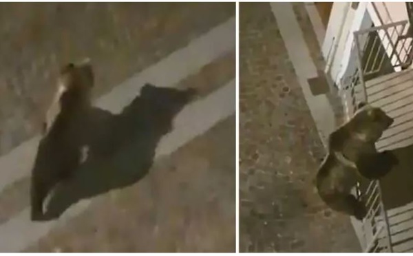 Un ours escalade un balcon pour entrer dans un appartement au deuxième étage en Italie