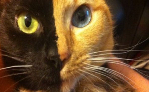 Venus, alias « double-face », le chat qui fait le tour du web!