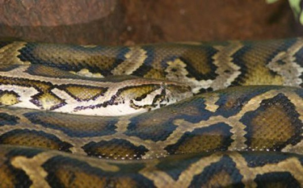 Ils sauvent un python de près de quatre mètres qui avait englouti un chien