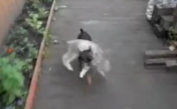 Un chien porte un chat