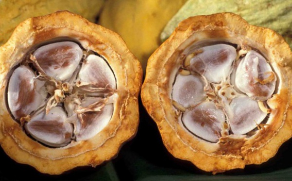 PENJA : il tue  son père pour l'argent du cacao