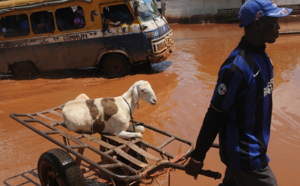 A Dakar, même les moutons ne sont pas à l'abris des inondations!
