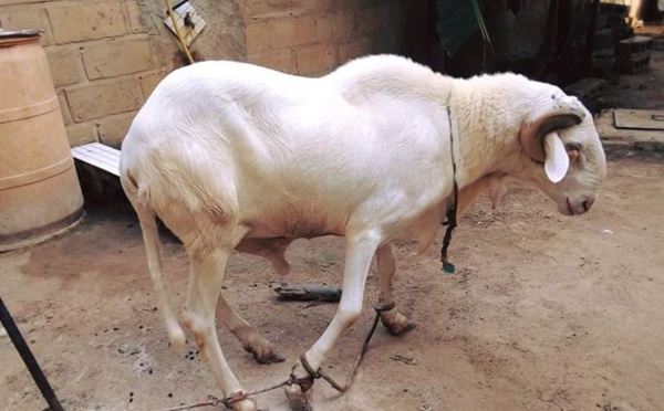 A vendre des moutons moins cher 
