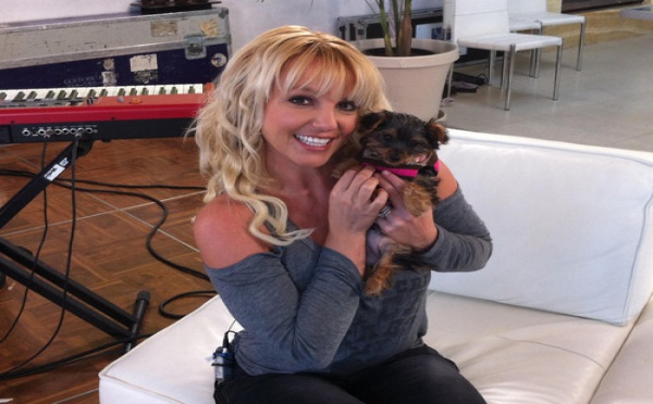 Britney Spears : sa chienne a un compte twitter