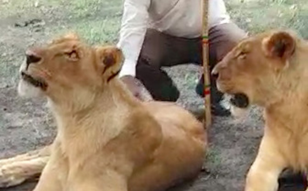 Macky Sall relance le tourisme local avec de vrais lions  ( Vidéo ) 