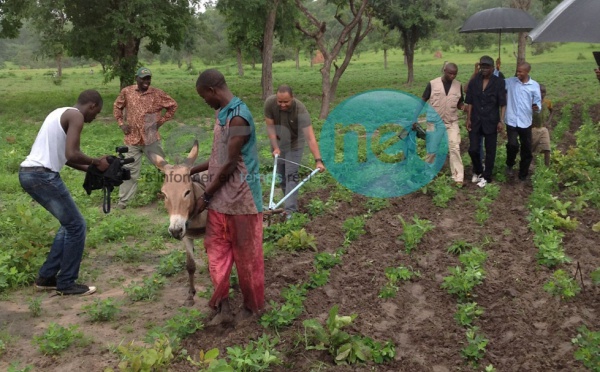 Le ministre Abdoulaye Baldé Bibi montre ses talents de cultivateur