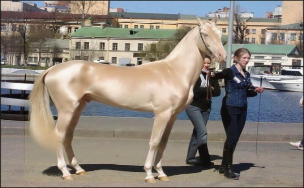 Photo : Voici le plus beau cheval du monde.