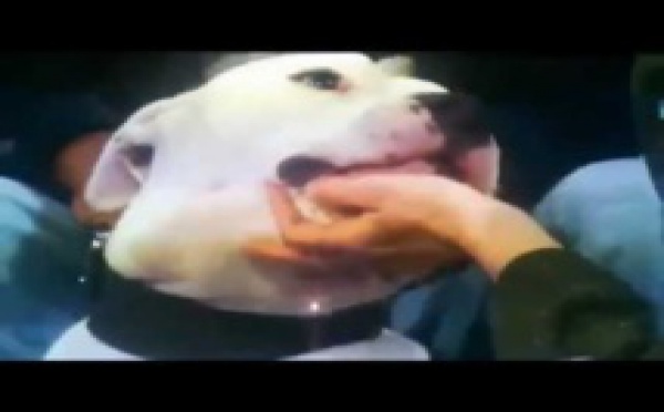 [Vidéo] Une présentatrice attaquée en direct par un chien