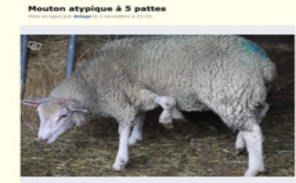 À vendre: mouton à cinq pattes