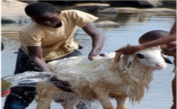 Surpris en pleins ébats avec un…mouton