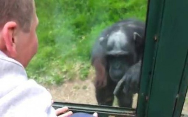 (Vidéo) Incroyable ! un singe pervers fait le buzz sur le net. 