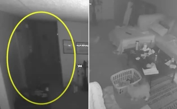 Filmé par une caméra de surveillance, un «fantôme» effraie des chats