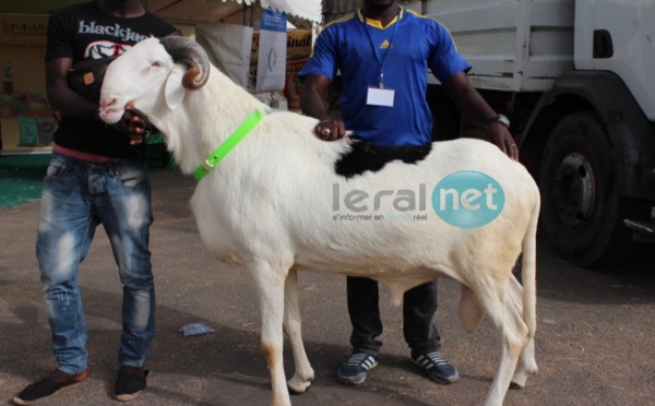 Photos : 9ème édition du Salon international de l'élevage "SALADAM" au CICES 