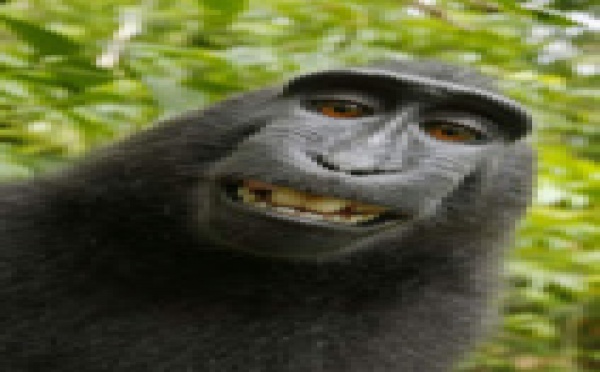 Ce selfie d'un singe entraîne une bataille juridique inédite