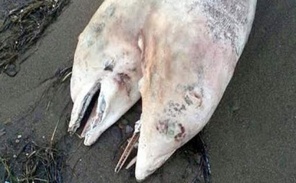 L'étrange découverte d'un dauphin à deux têtes sur une plage turque