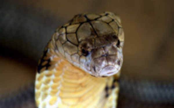 Vidéo - Une tête de cobra décapité tue un cuisinier