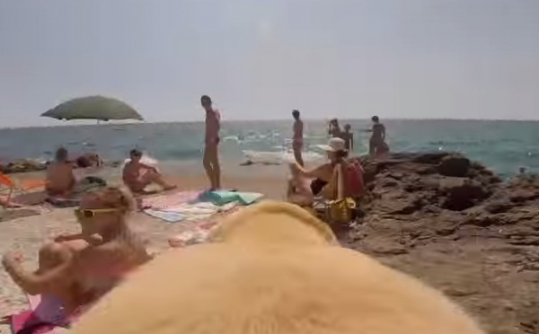 Dog GoPro Experience