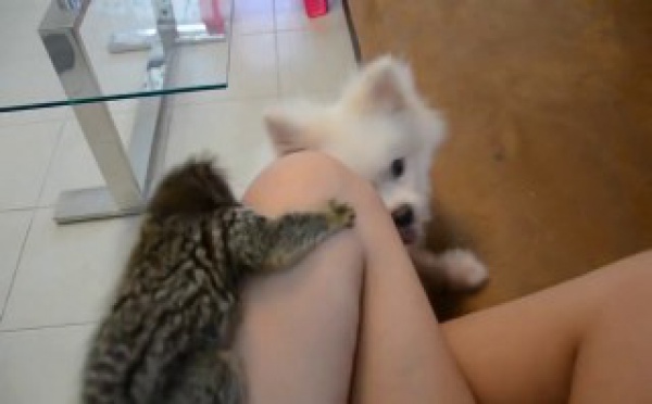 Course poursuite entre un ouistiti à oreilles blanches et un chien