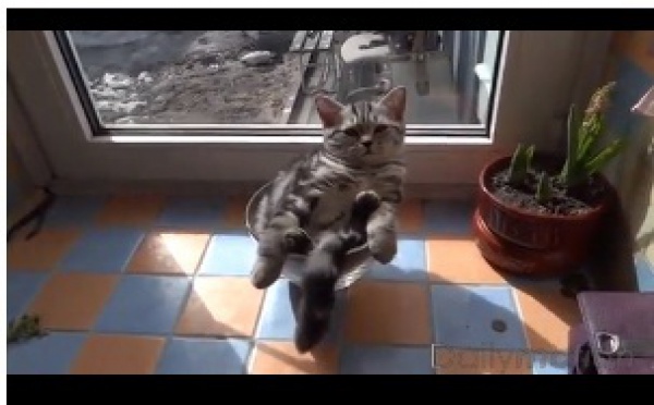 Vidéo: Un drôle de Chat Regardez!