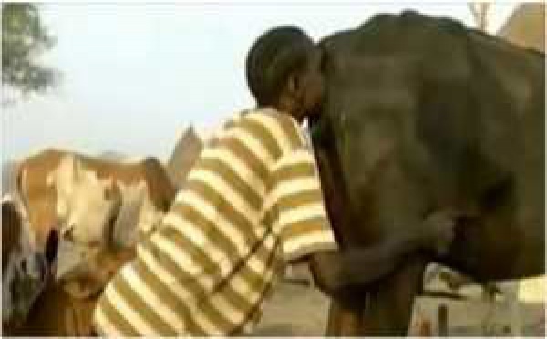 Cette femme souffle dans le derrière de sa vache pour une très bonne raison