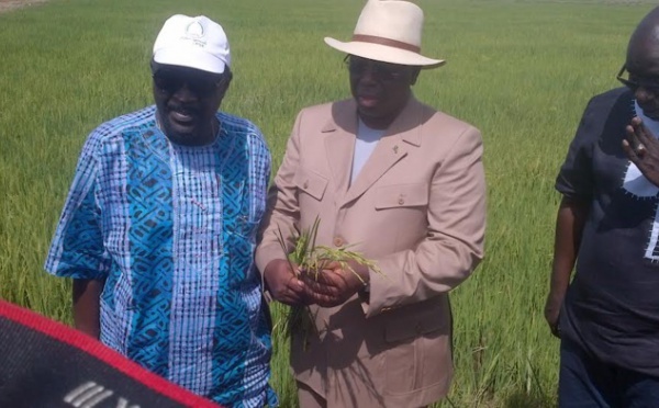 Arrêt sur image-Macky Sall dans les rizières du Walo
