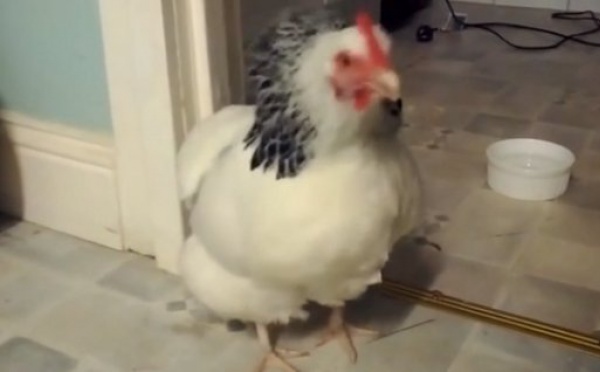Avez-vous déjà vu une poule éternuer ?