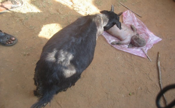 Nigeria : Une chèvre donne naissance à un "humain"  