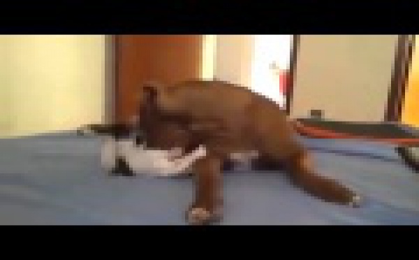 Vidéo: Un chien bien patient