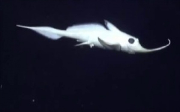 Vidéo - Un "poisson-fantôme" filmé à 8.145 mètres de profondeur