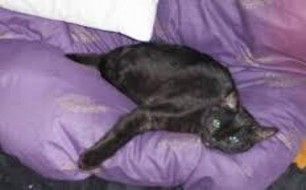 Trop marrant ce chat qui ne se reconnait pas