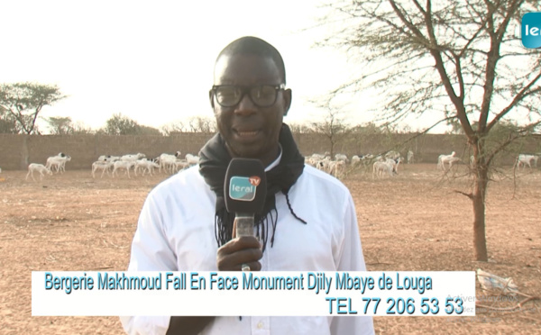 Bergerie Mahmoud Fall de Louga : Des moutons de qualité à des prix abordables