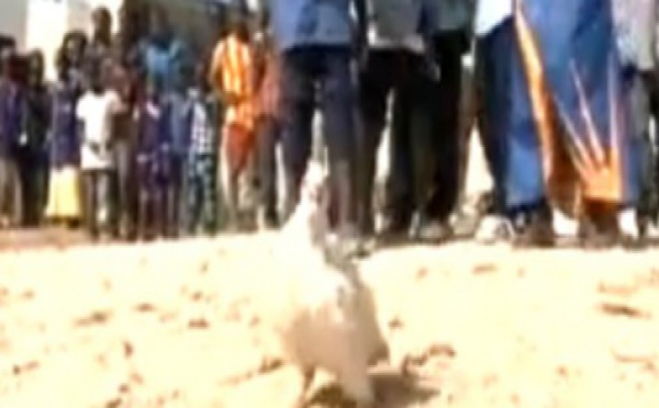 Un coq pas du tout comme les autres 