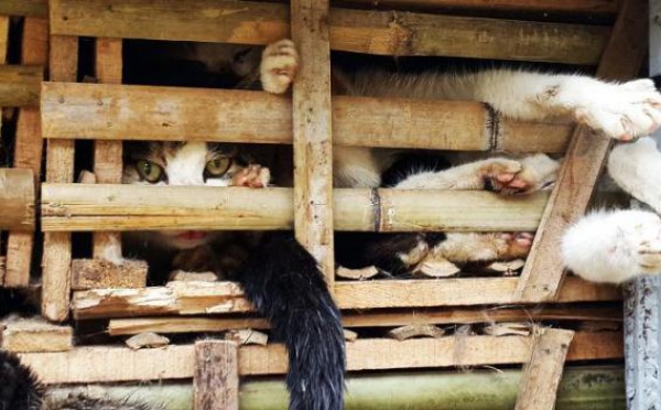 Vietnam : des chats destinés à être mangés, enterrés vivants