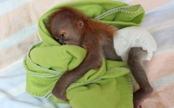Il faut sauver Rieke, l'orang-outan né le 21 janvier au zoo de Berlin