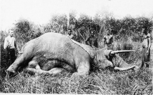 Le dernier éléphant de Dakar ( 1900 )