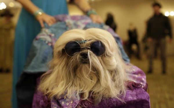 PHOTOS - A New York, les chiens ont droit à leur Fashion Week (pour la bonne cause)