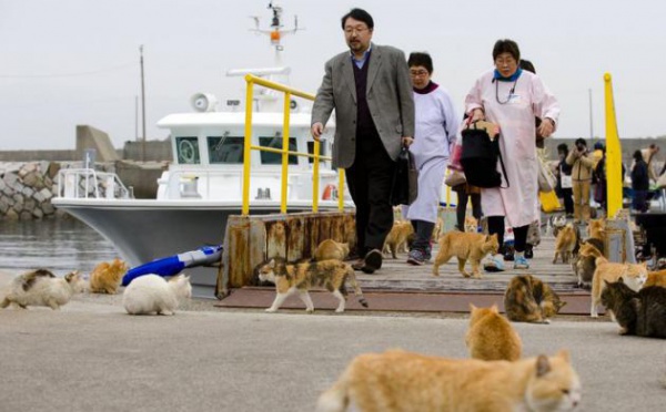 L'île où les chats sont rois