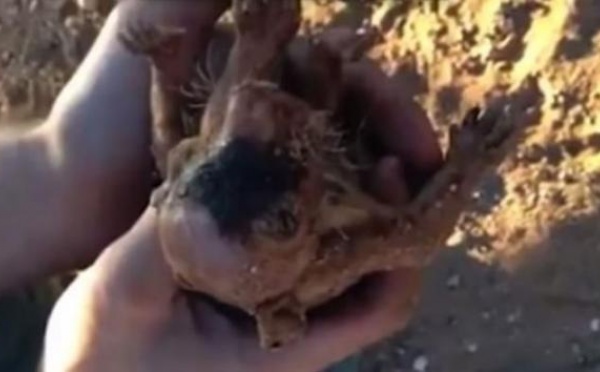 Deux Australiens donnent la vie à un bébé wombat