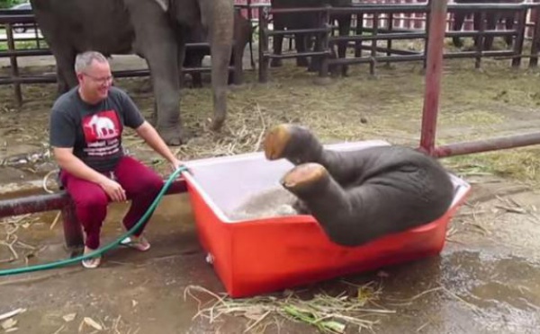 Thaïlande : un éléphanteau patauge dans son bain et fait craquer les internautes